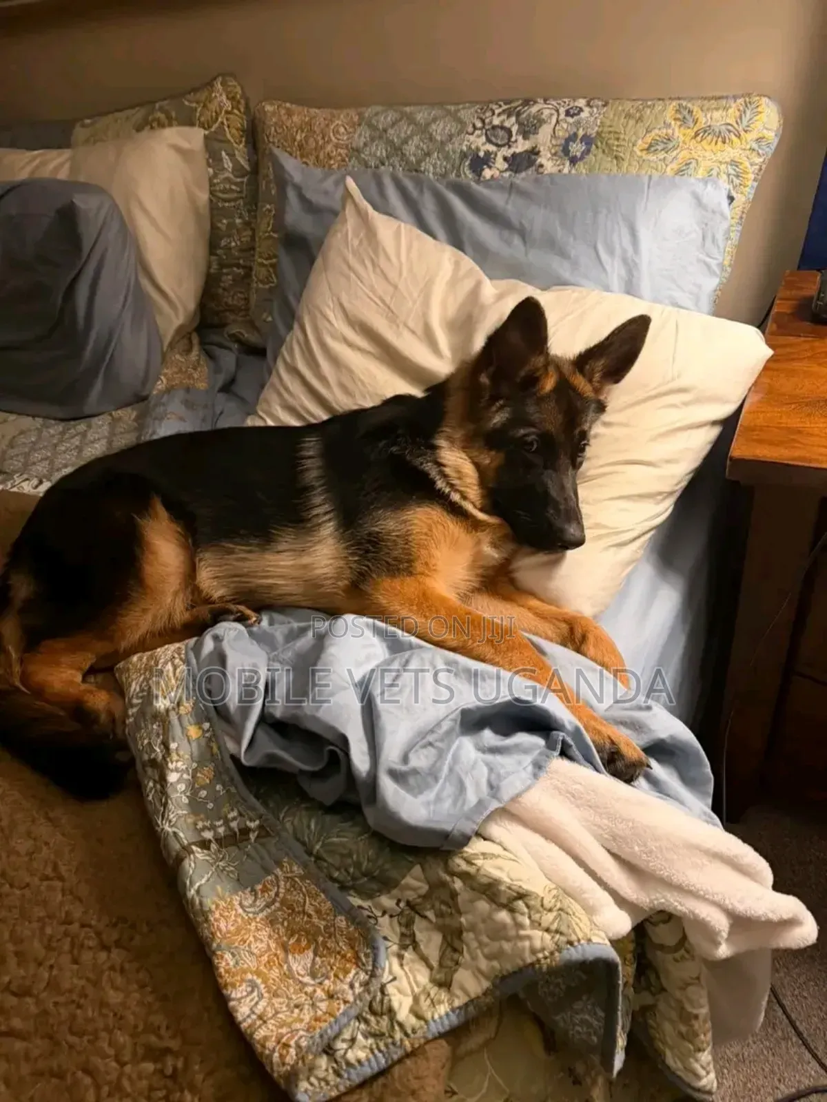 6-12 months Female Purebred German Shepherd