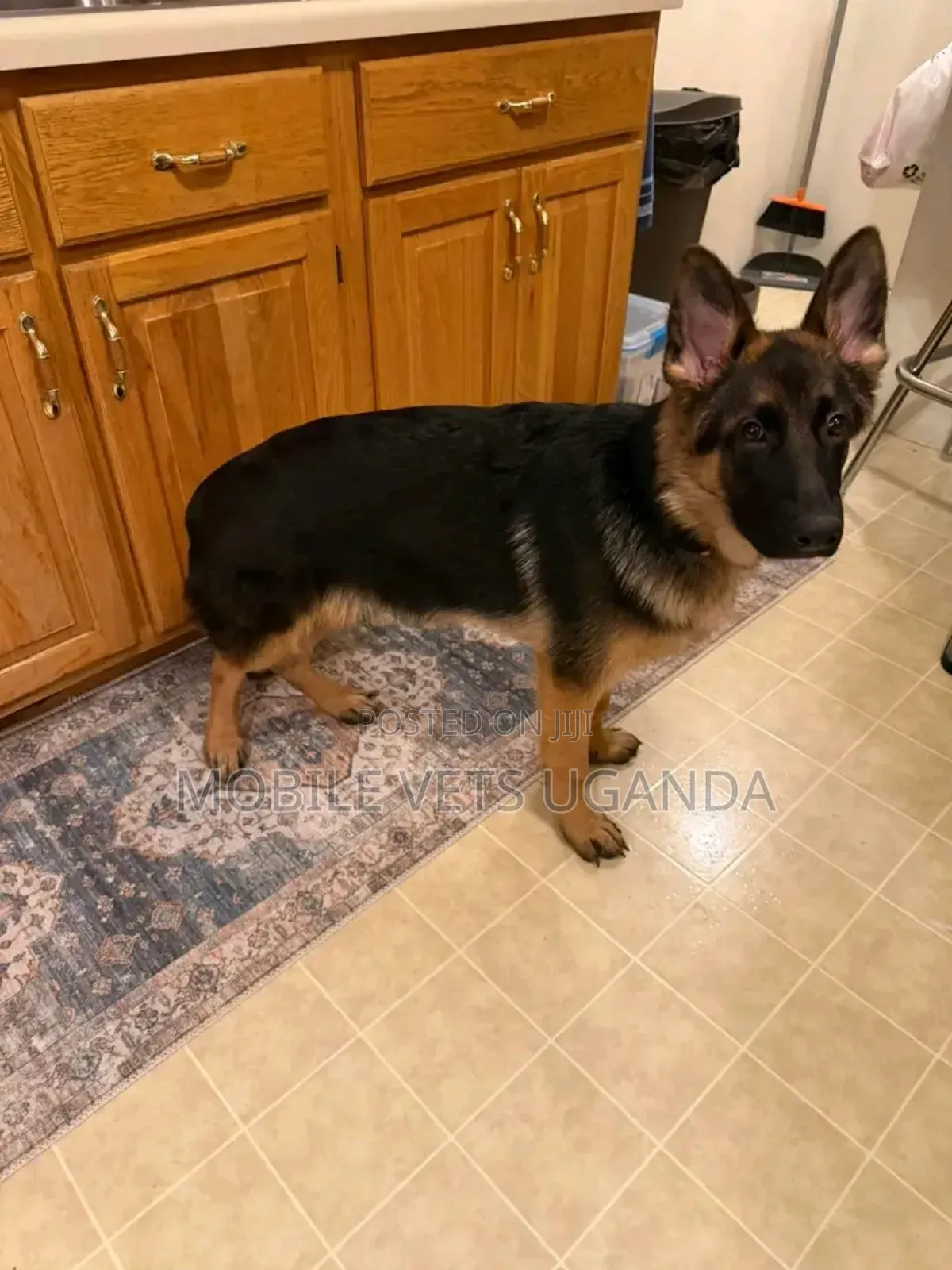 6-12 months Female Purebred German Shepherd