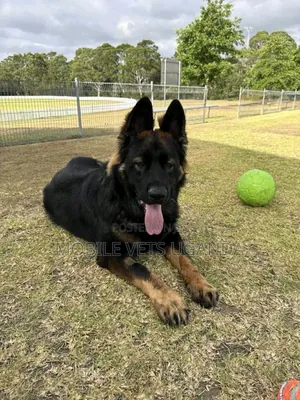 6-12 months Male Purebred German Shepherd