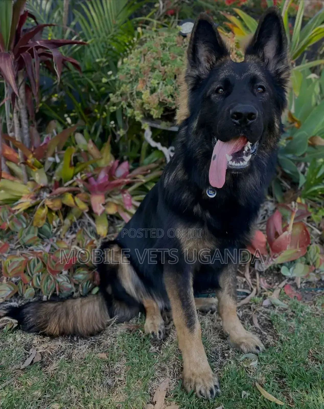6-12 months Male Purebred German Shepherd