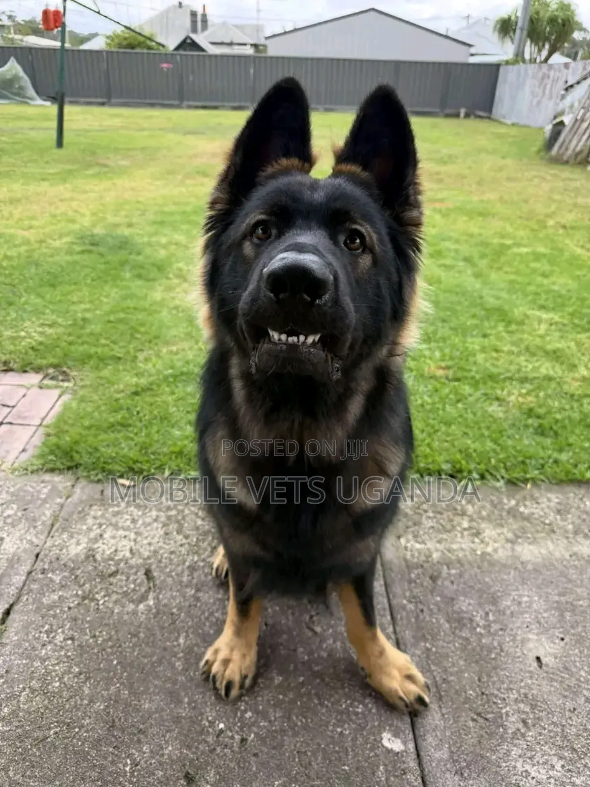 1+ year Female Purebred German Shepherd