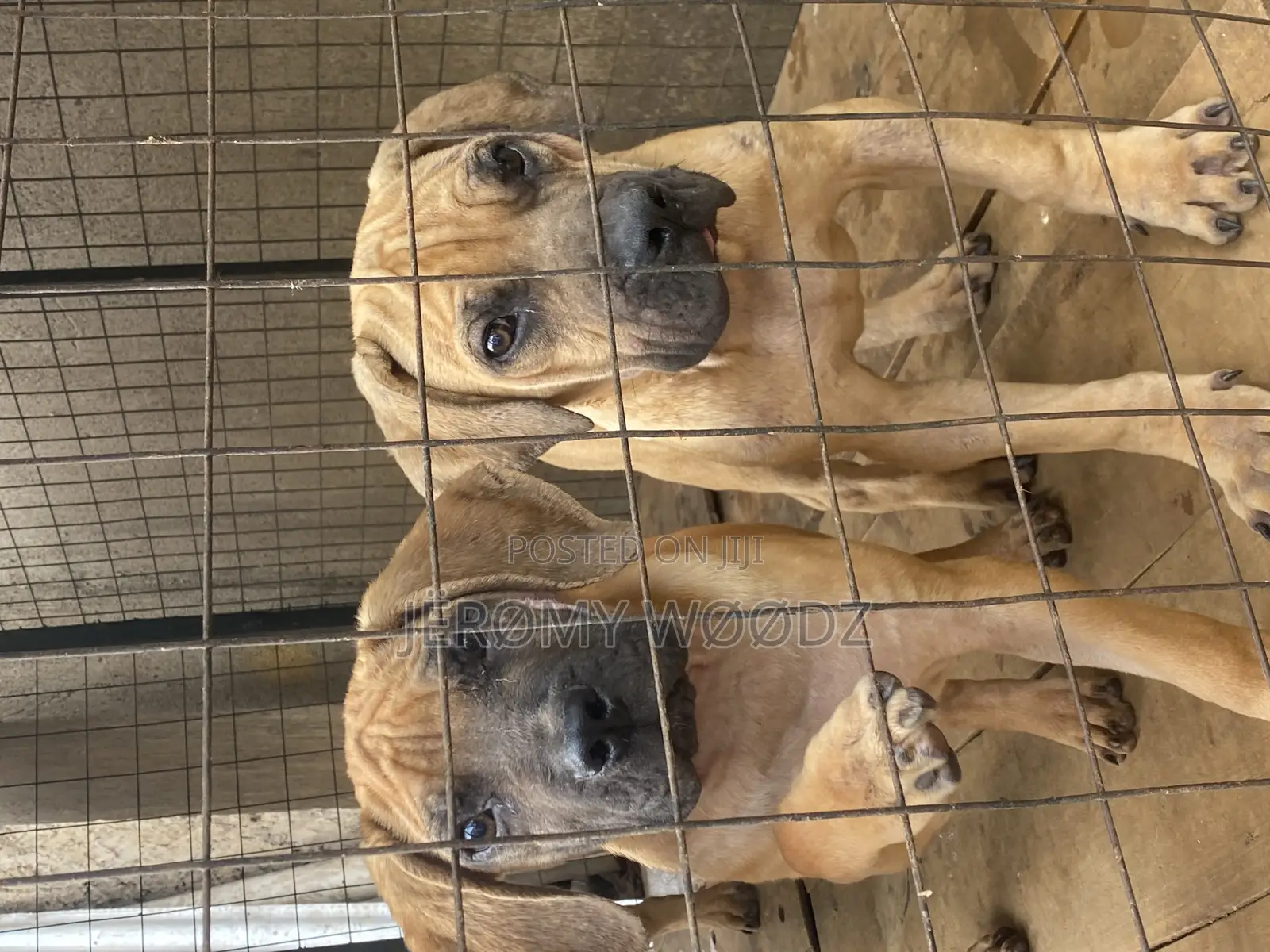 1-3 months Male Purebred Boerboel