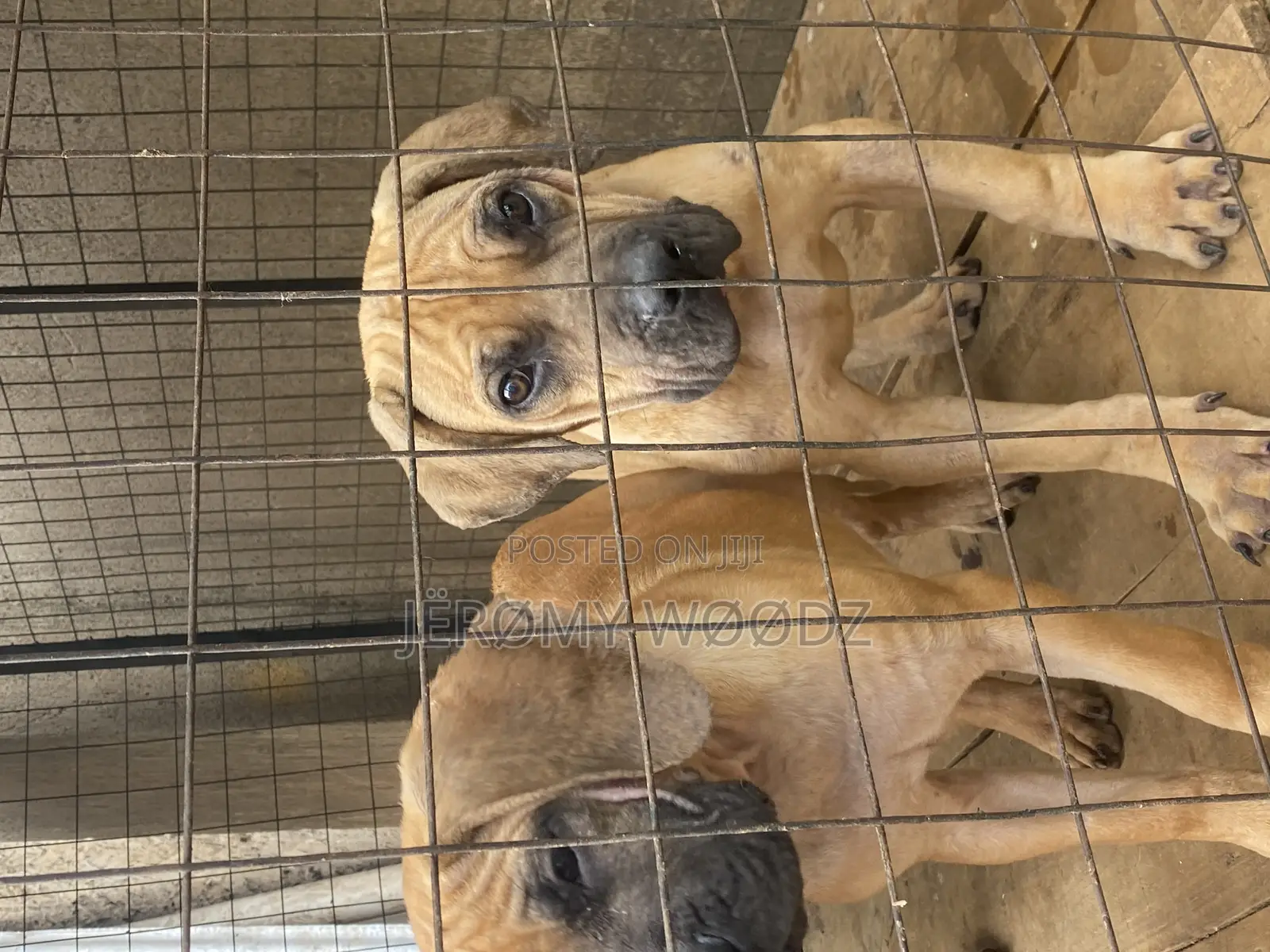 1-3 months Male Purebred Boerboel