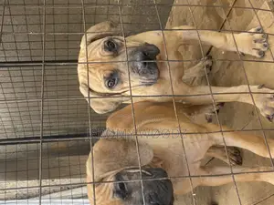 1-3 months Male Purebred Boerboel