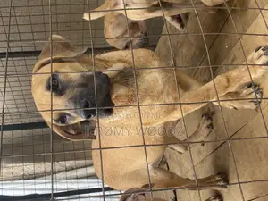 1-3 months Male Purebred Boerboel