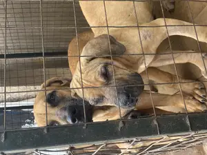 1-3 months Male Purebred Boerboel