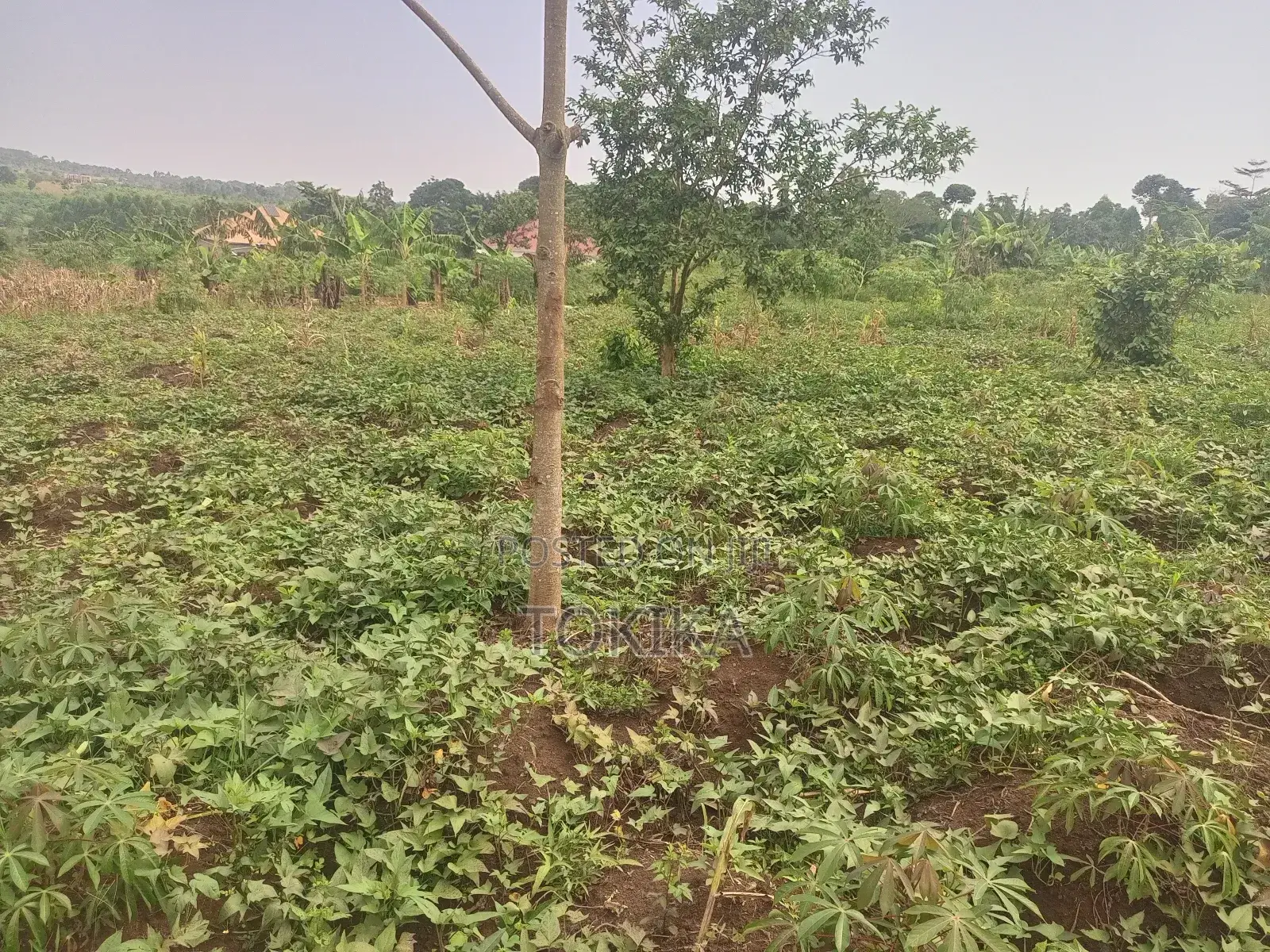 Private Milo Land Kabembe Mukono 1.5km Off Road Title Available
