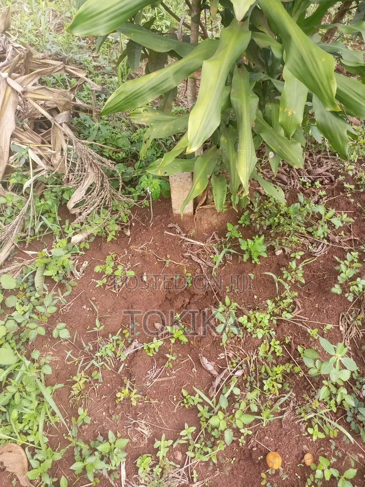 Private Milo Land Kabembe Mukono 1.5km Off Road Title Available