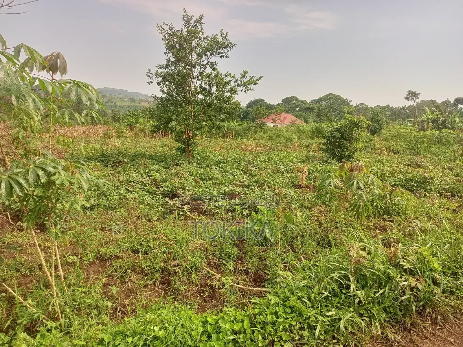 Private Milo Land Kabembe Mukono 1.5km Off Road Title Available