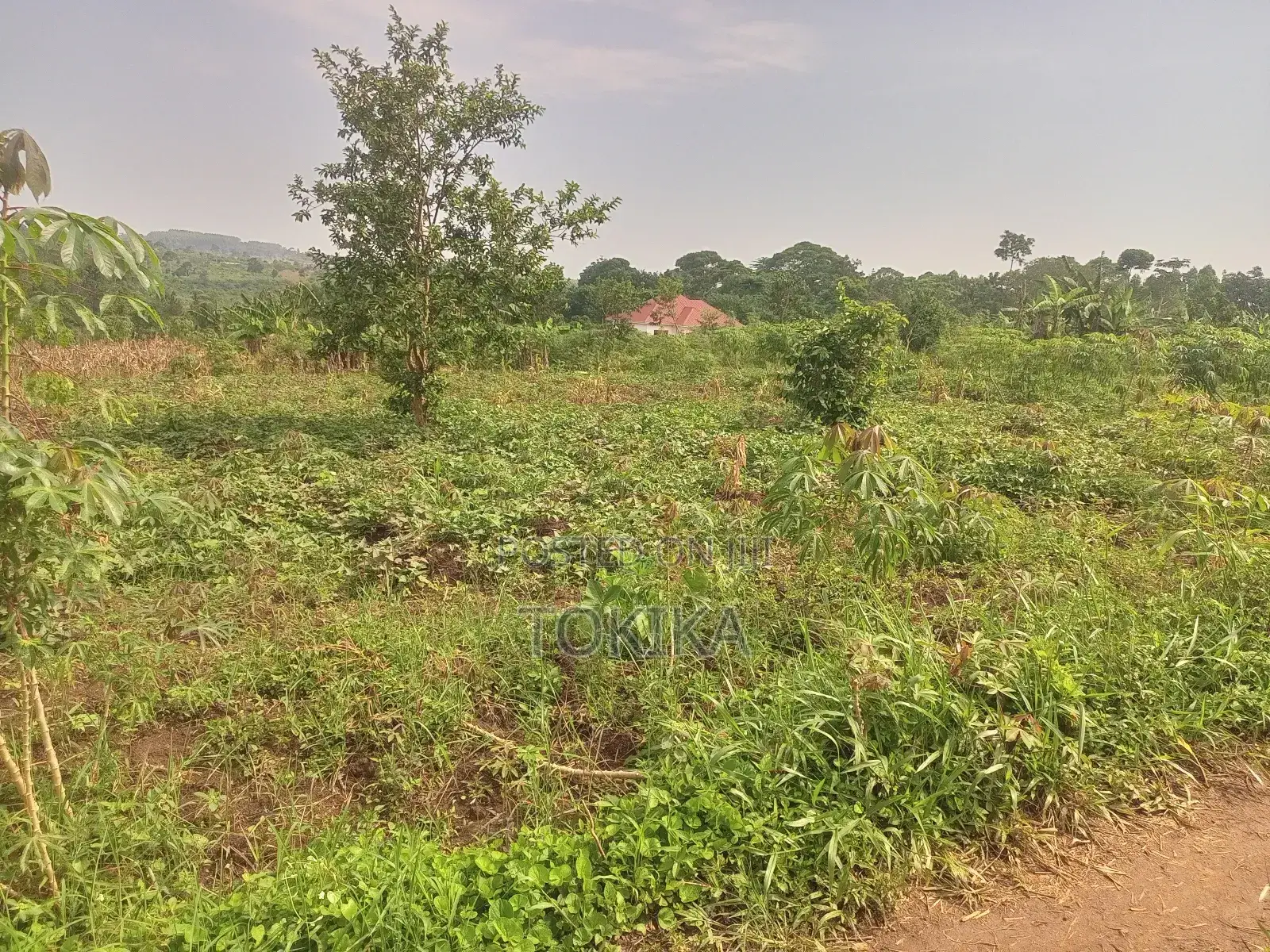 Private Milo Land Kabembe Mukono 1.5km Off Road Title Available