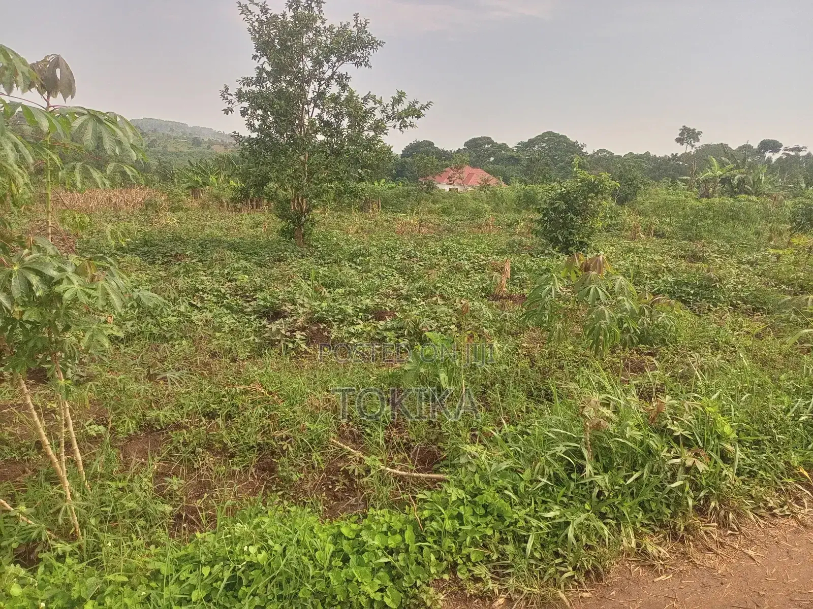 Private Milo Land Kabembe Mukono 1.5km Off Road Title Available