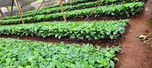 Coffee Nursery Bed