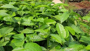 Coffee Nursery Bed