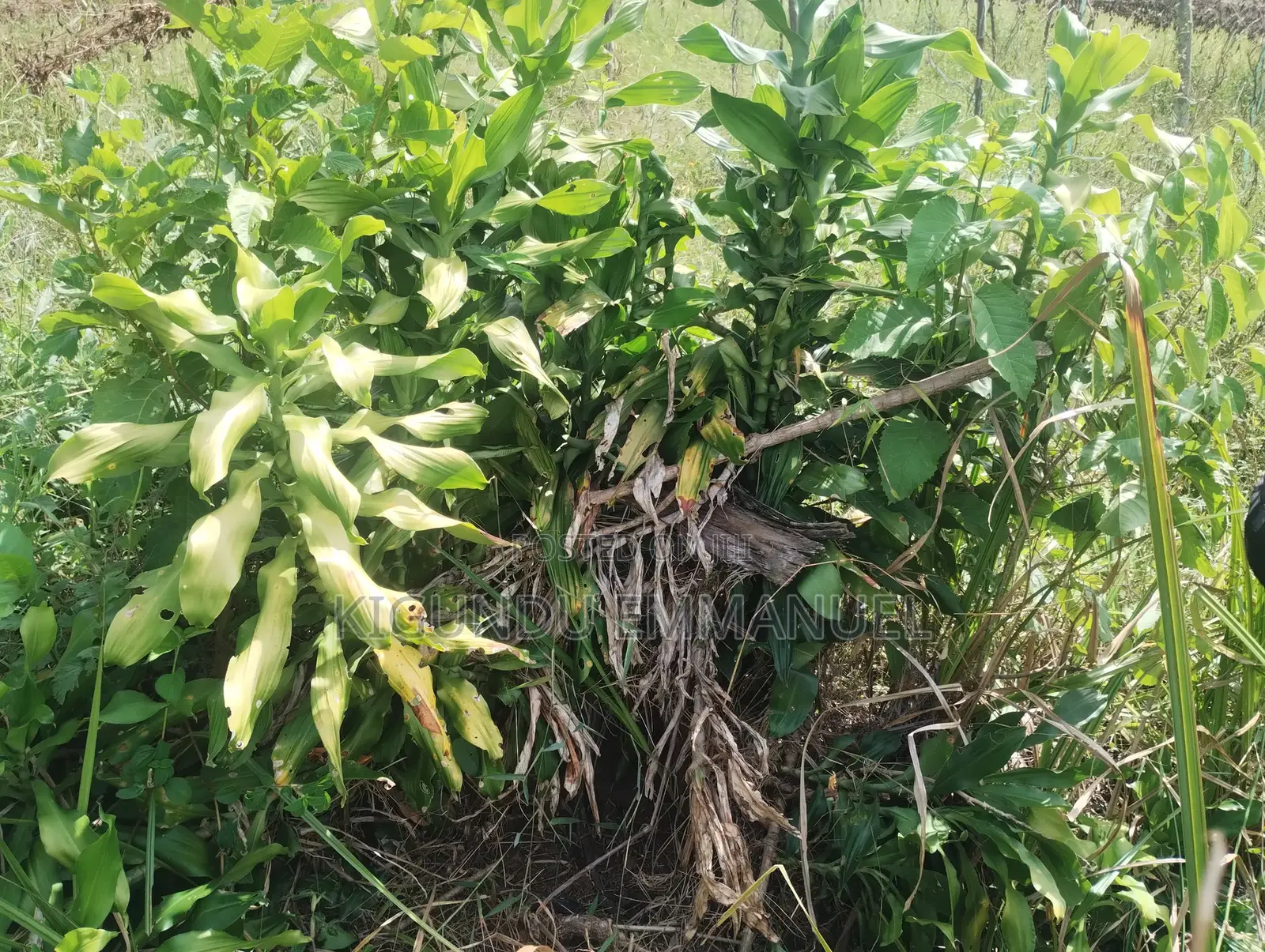Two Acres of Land for Sale, Ready Title