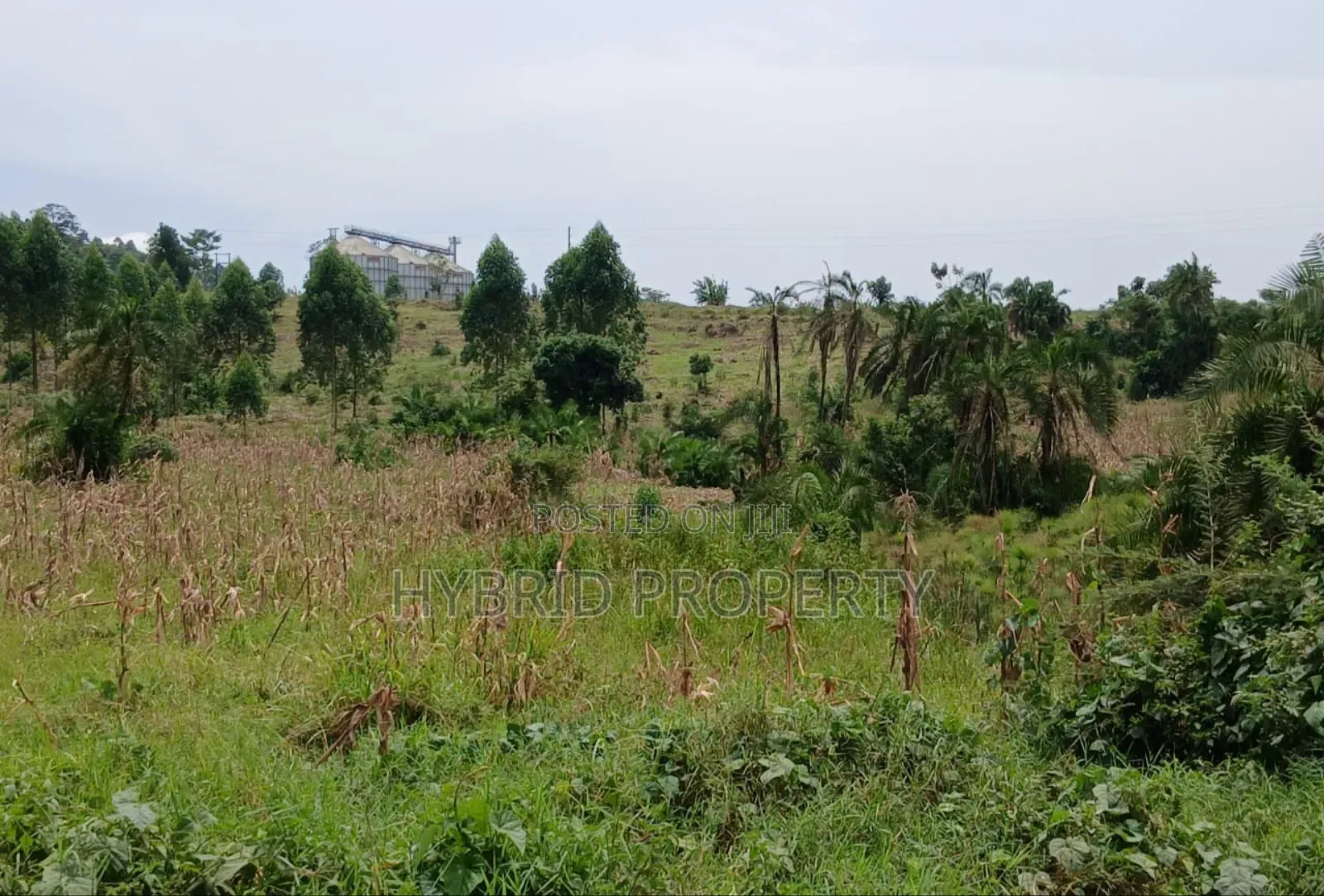 62acres of Fertile Land for Sale at Mikka~Busunju Along Hoima Road.