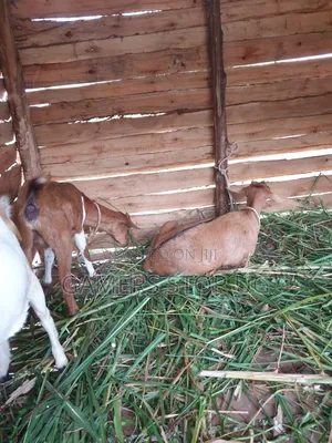 Goats and Sheep