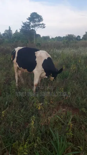 15 Acres for Sale in Buyende