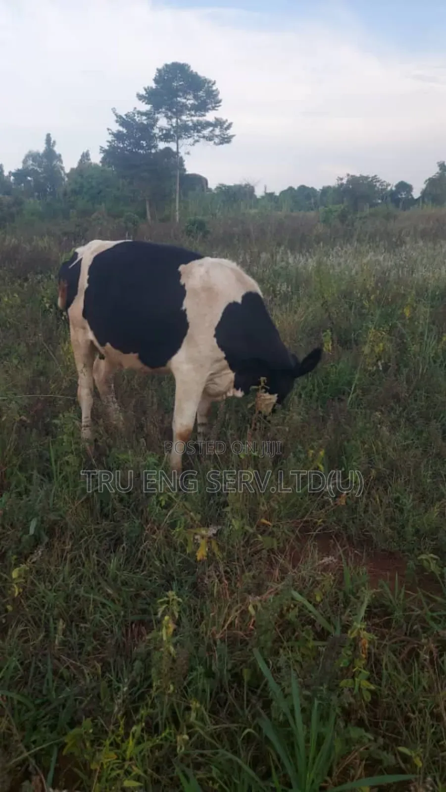 15 Acres for Sale in Buyende