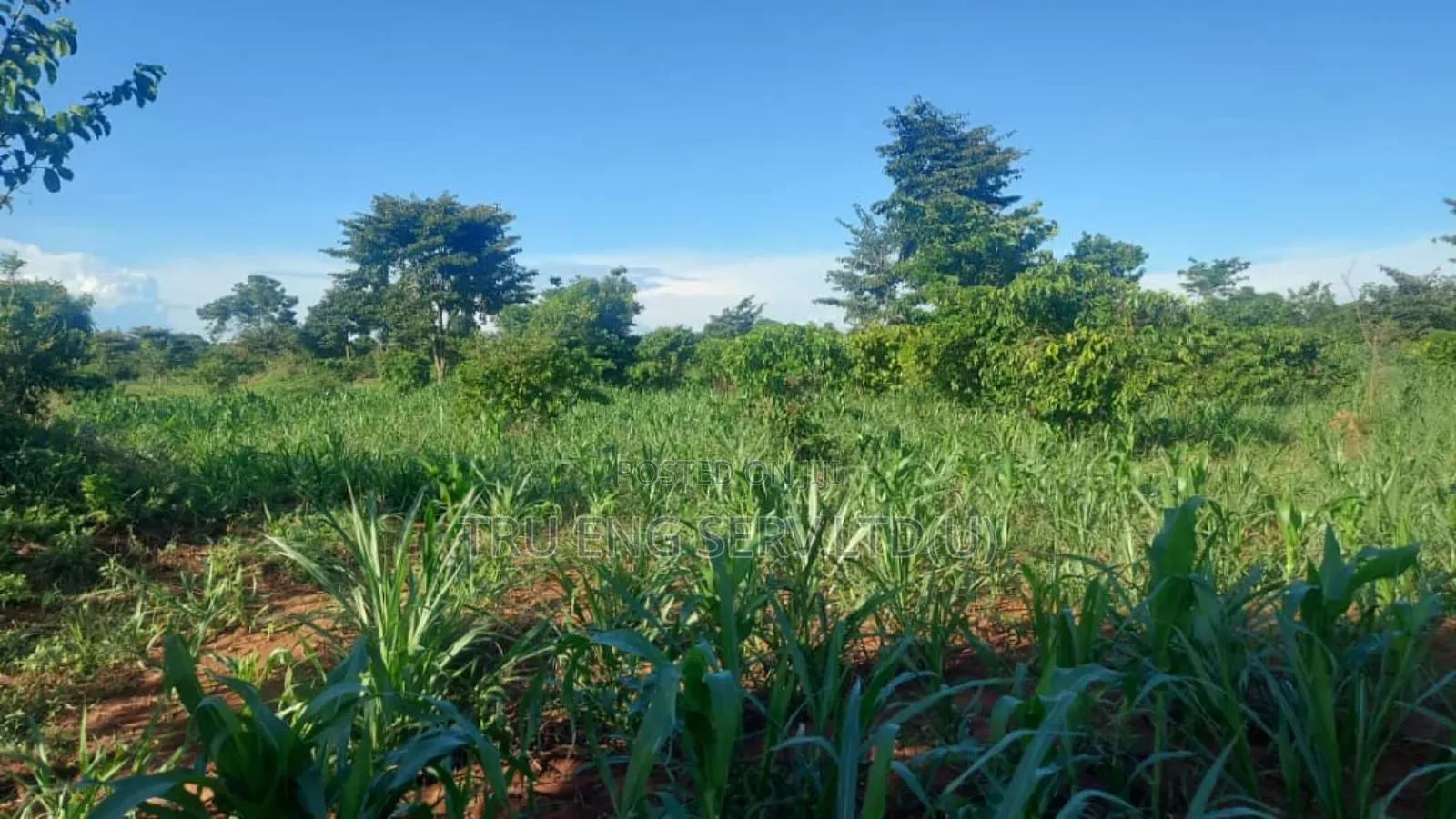 15 Acres for Sale in Buyende