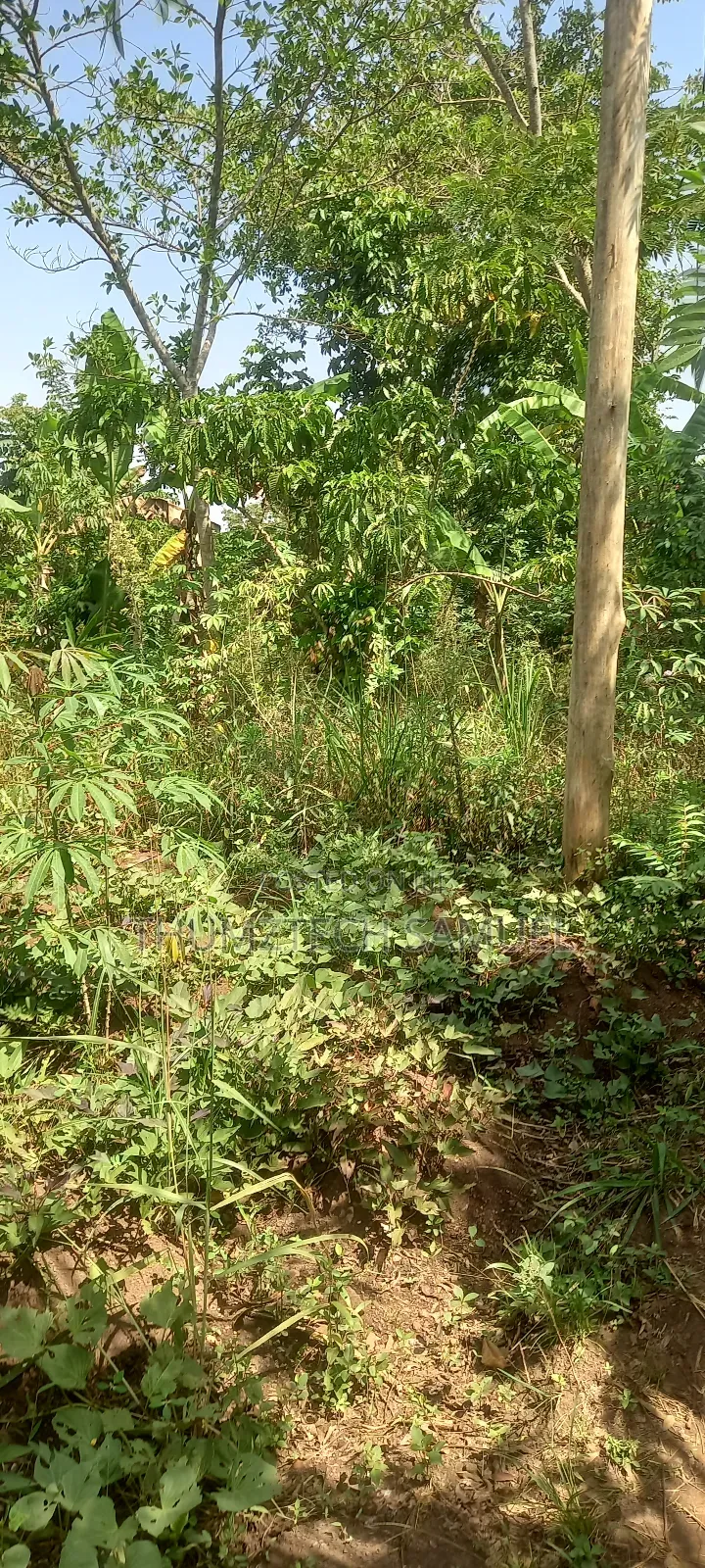 Estate Biz Land for Sale