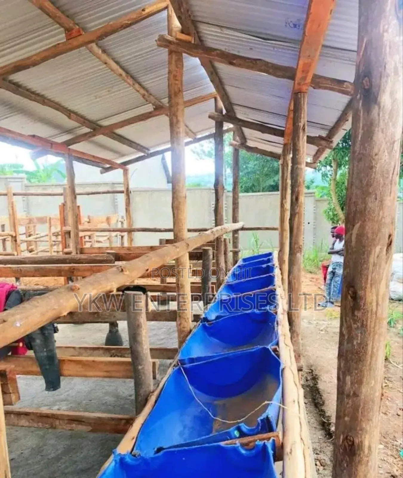 Zero Grazing Cattle Sheds.