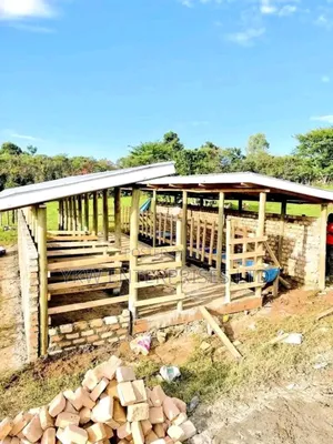 Zero Grazing Cattle Sheds.
