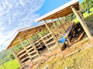 Zero Grazing Cattle Sheds.