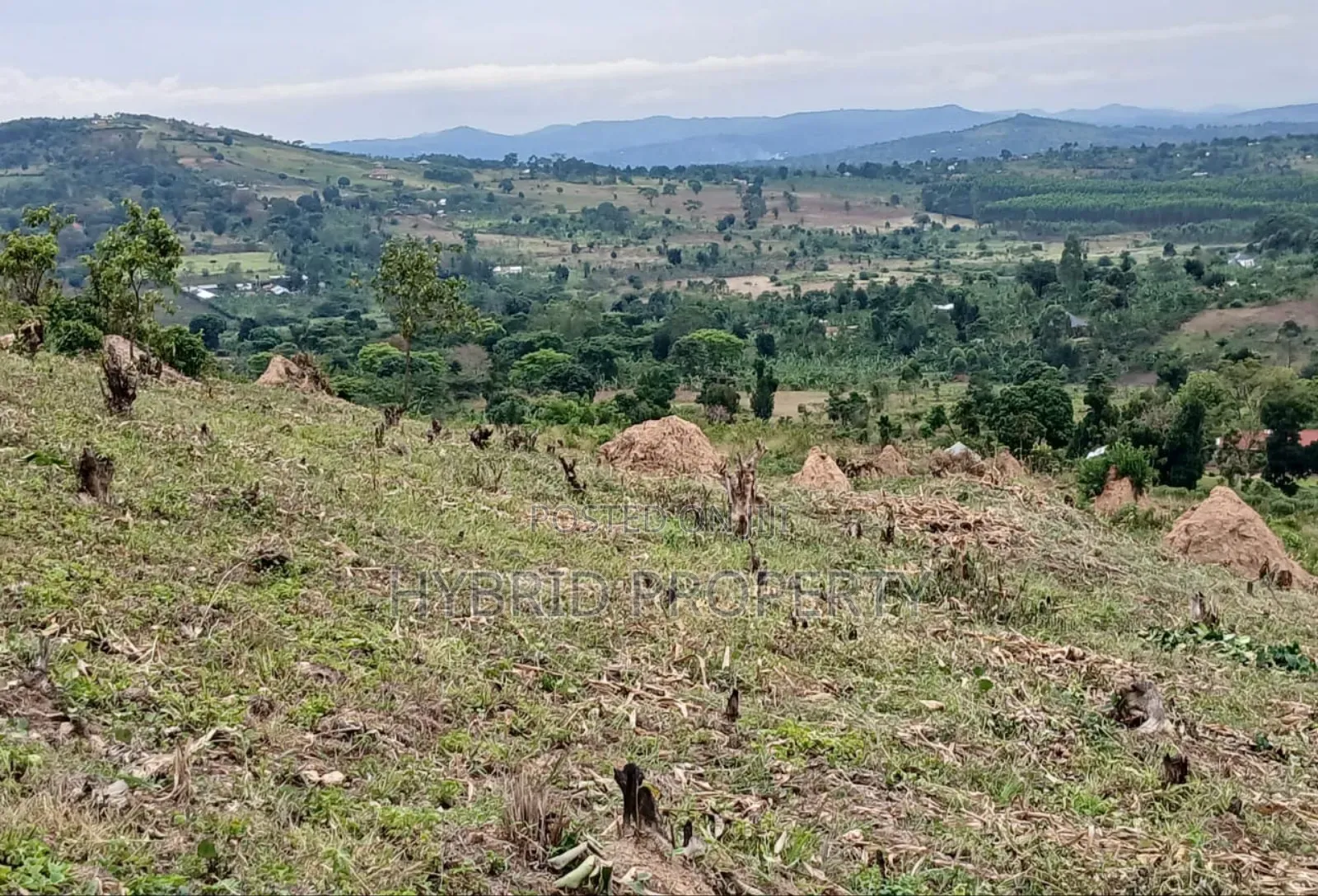 80acres Of Land For Sale At Busunju Hill~Hoima Road [Mityana District]