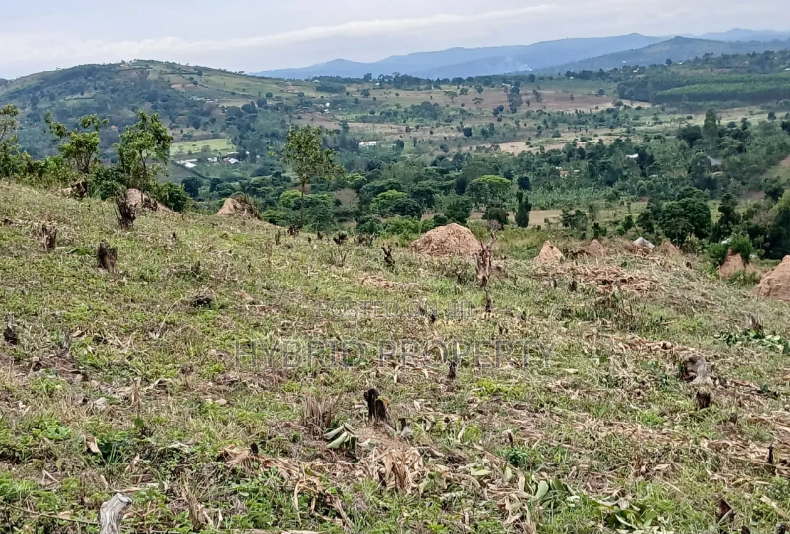 80acres Of Land For Sale At Busunju Hill~Hoima Road [Mityana District]