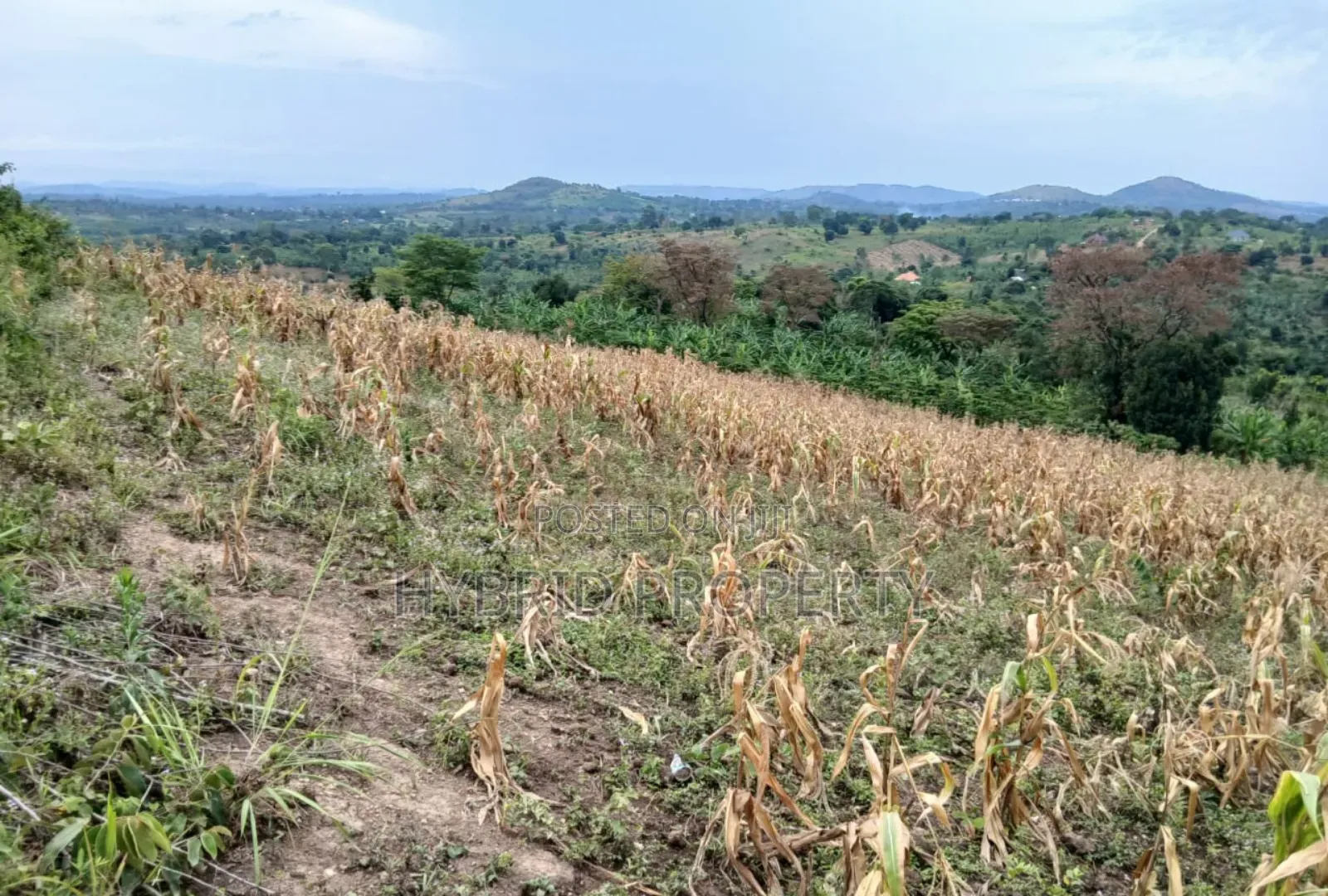 80acres Of Land For Sale At Busunju Hill~Hoima Road [Mityana District]