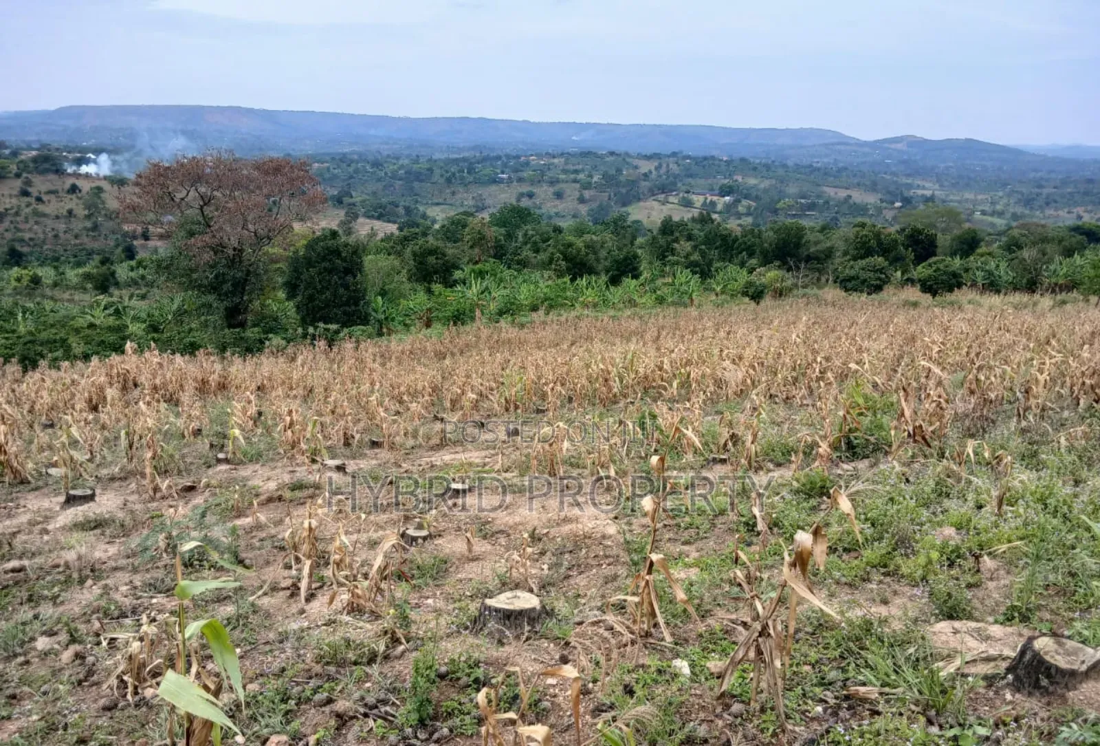 80acres Of Land For Sale At Busunju Hill~Hoima Road [Mityana District]