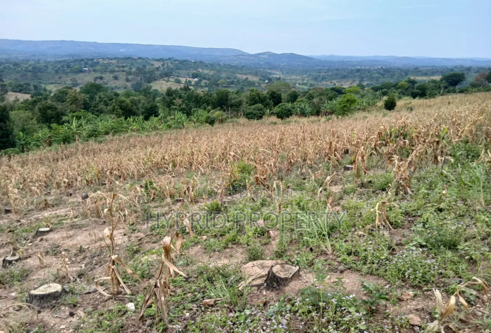 80acres Of Land For Sale At Busunju Hill~Hoima Road [Mityana District]