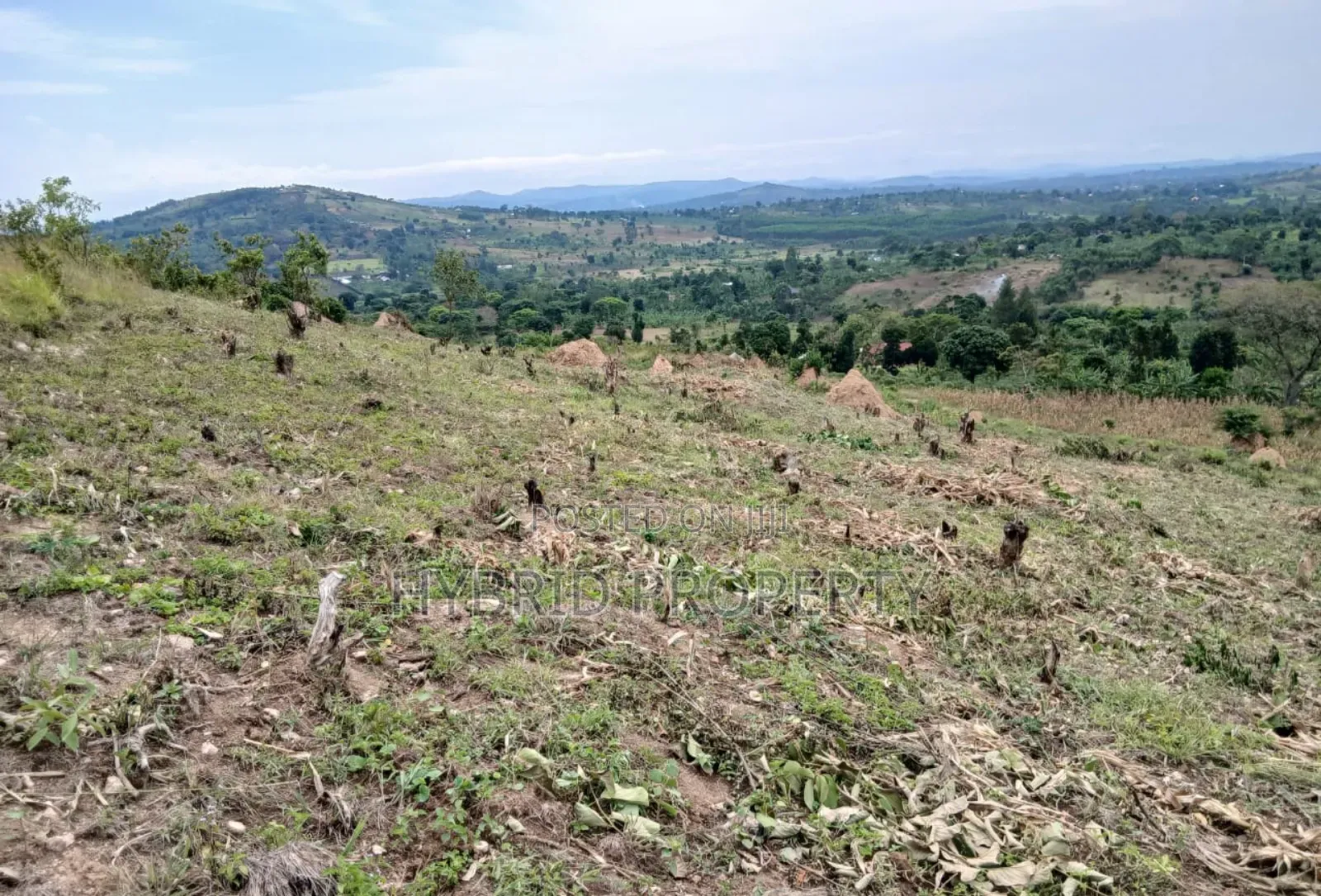 80acres Of Land For Sale At Busunju Hill~Hoima Road [Mityana District]
