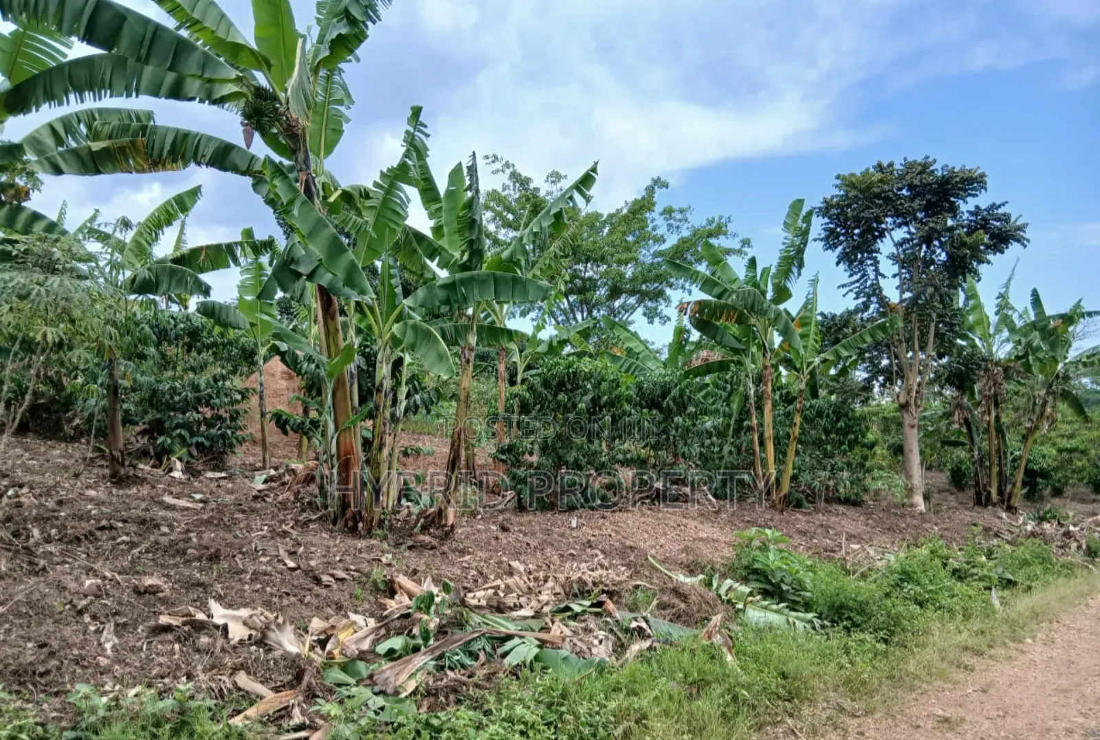 80acres Of Land For Sale At Busunju Hill~Hoima Road [Mityana District]