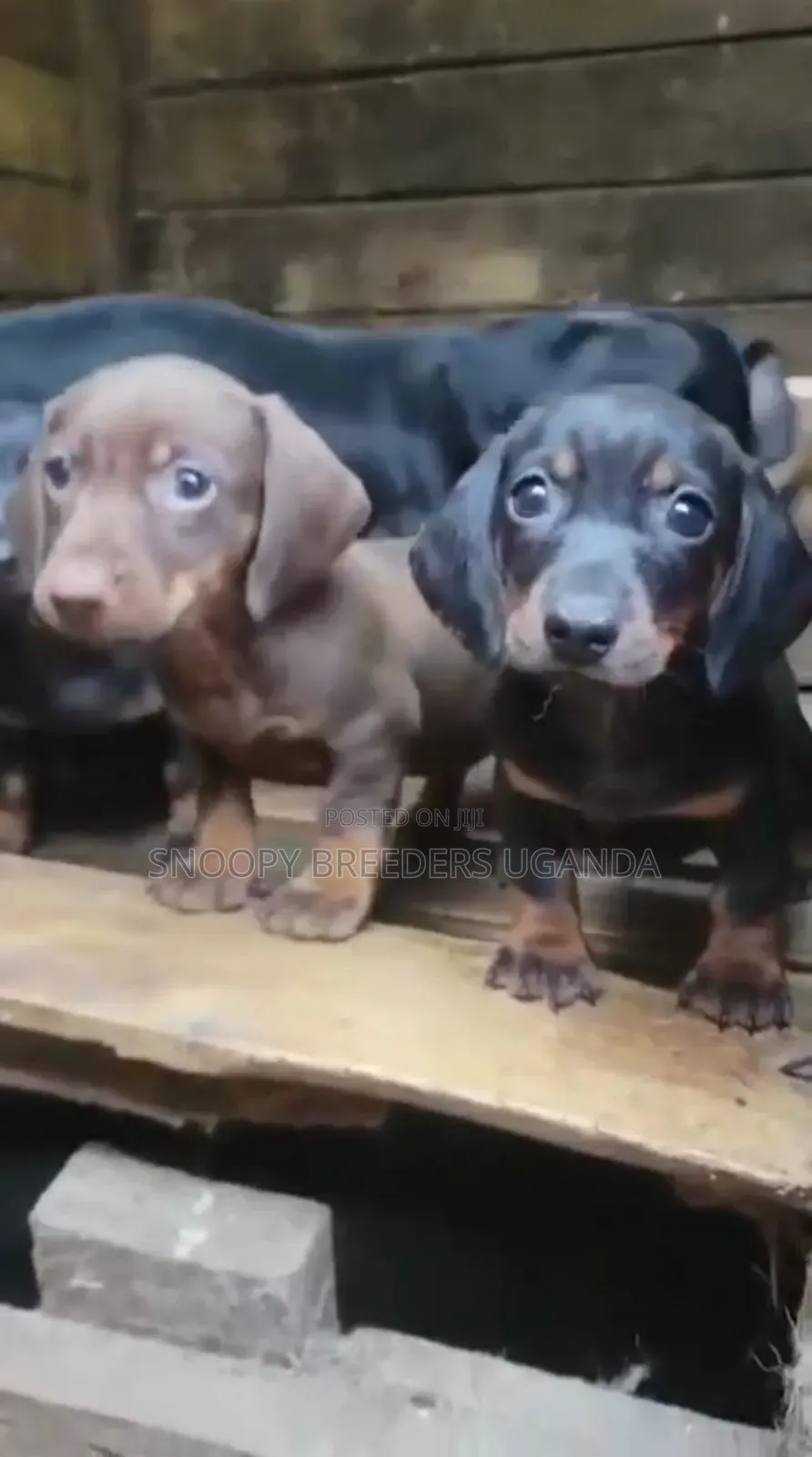 1-3 months Female Purebred Dachshund
