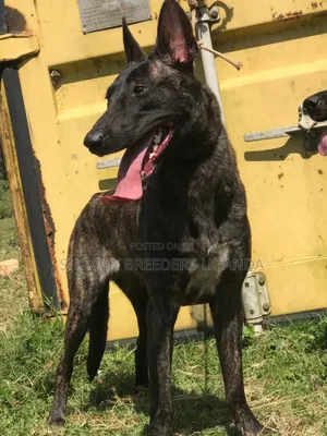 6-12 months Male Purebred Dutch Shepherd