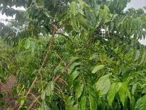 Very Hot Deal of 11 Acres With Coffee Banana Plantations in Luwero