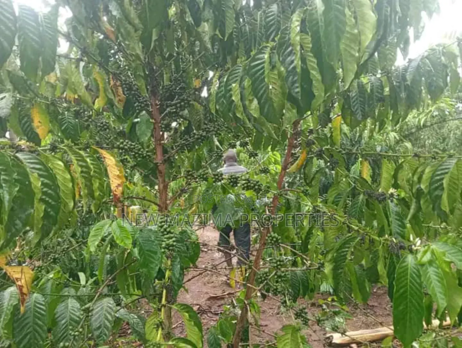 Very Hot Deal of 11 Acres With Coffee Banana Plantations in Luwero