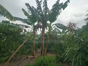 Very Hot Deal of 11 Acres With Coffee Banana Plantations in Luwero