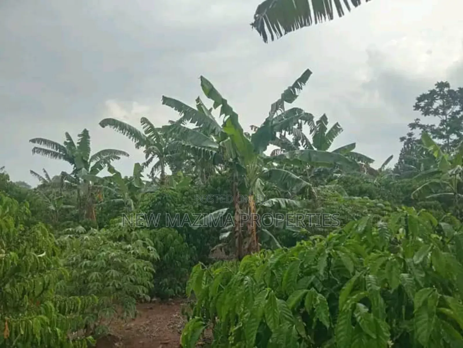Very Hot Deal of 11 Acres With Coffee Banana Plantations in Luwero