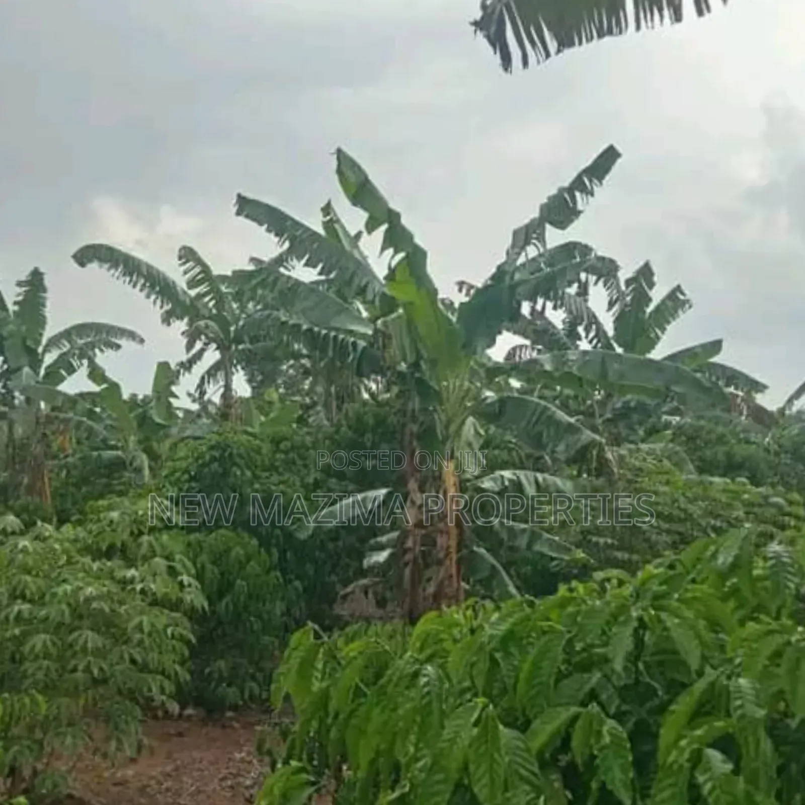 Very Hot Deal of 11 Acres With Coffee Banana Plantations in Luwero