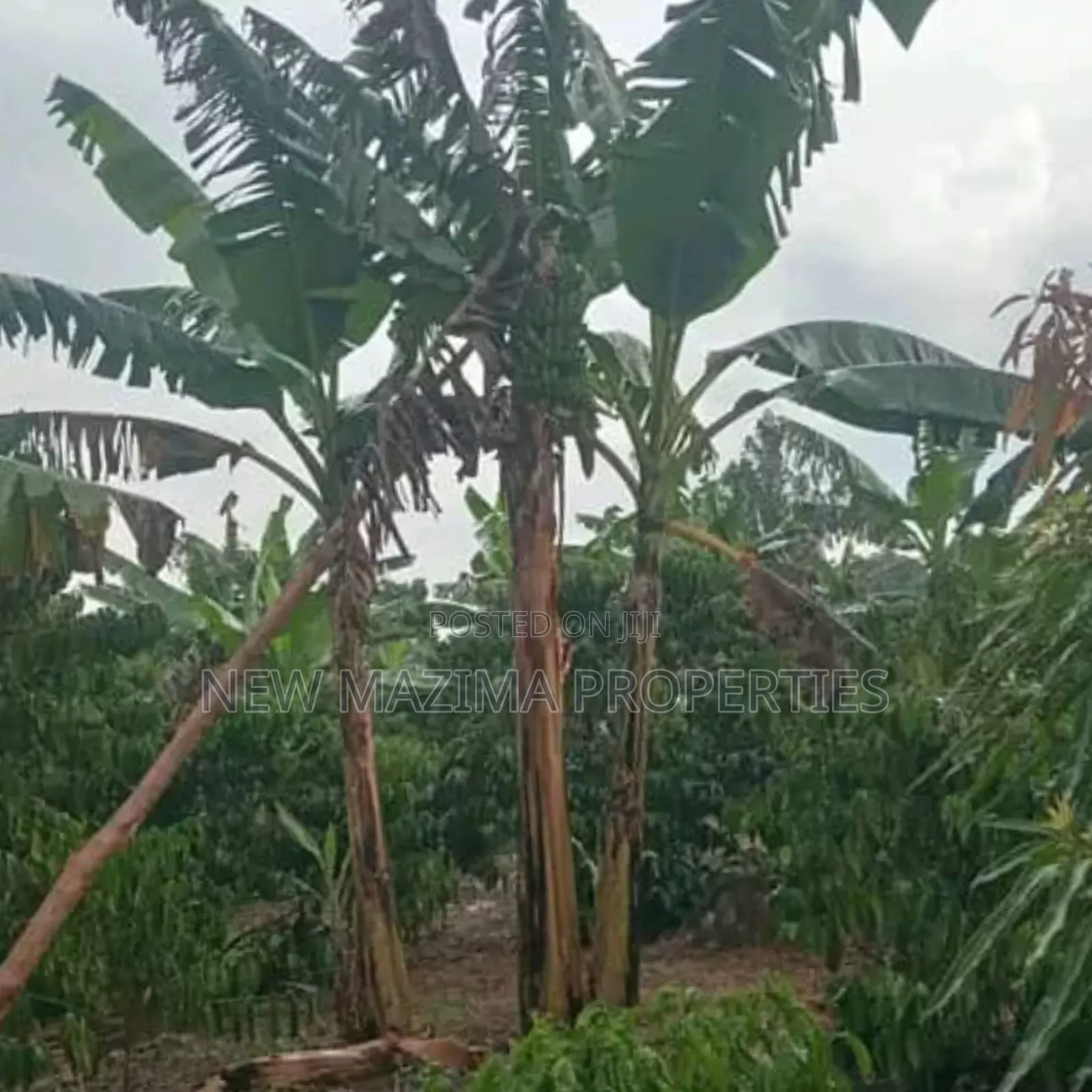 Very Hot Deal of 11 Acres With Coffee Banana Plantations in Luwero