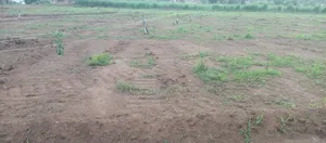 100x50 Ft Plot of Land for Quick Sale