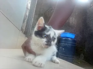 1-3 months Female Purebred Nebelung