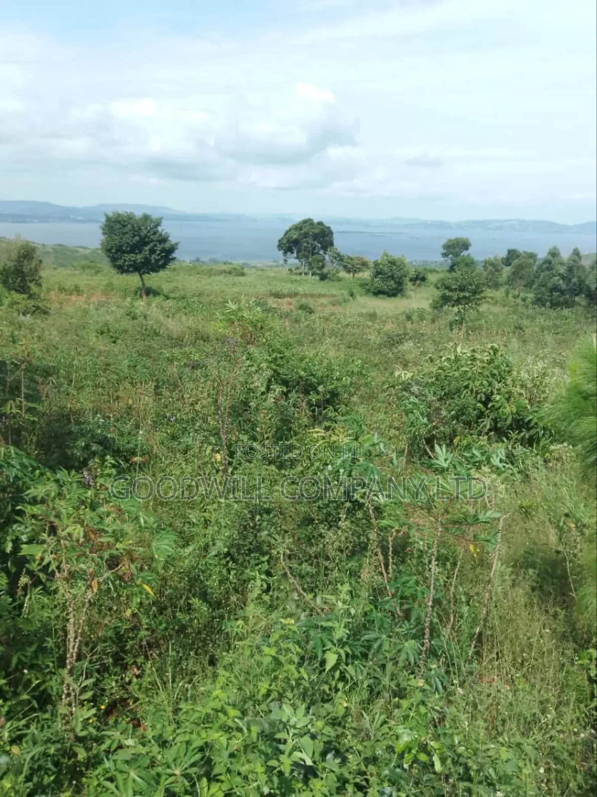 10 Acres to 100 Acres of Land in Nyenga Nkokonjeru