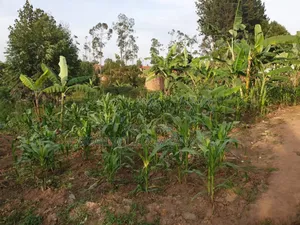 8 Acres of Land in Namugongo Nsawo