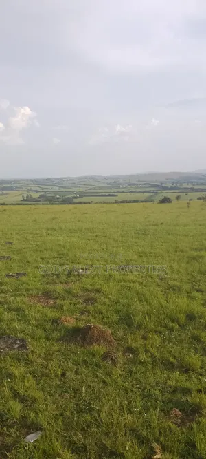 10 Hectares of Land for Sale in Rubaare Ntungamo 70m Each