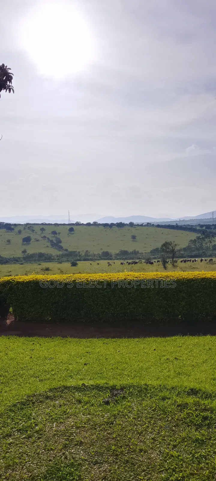 10 Hectares of Land for Sale in Rubaare Ntungamo 70m Each