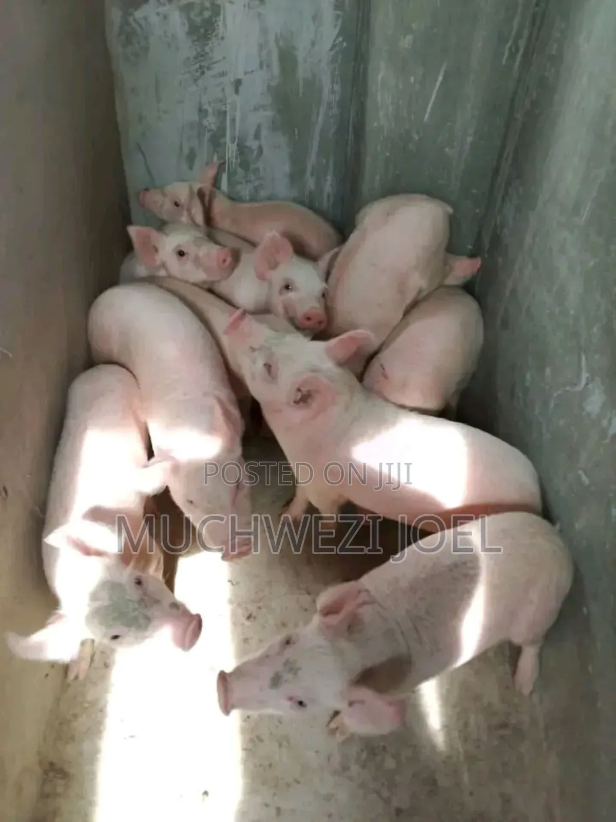 F1 Breed Piglets