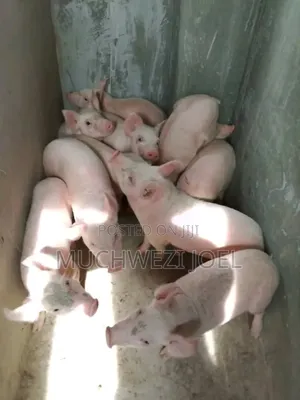 F1 Breed Piglets